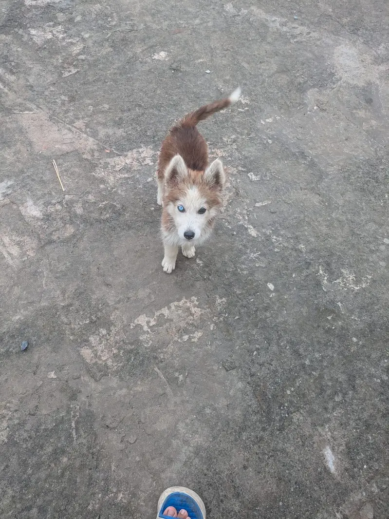Husky puppy pure Siberian — photo 2