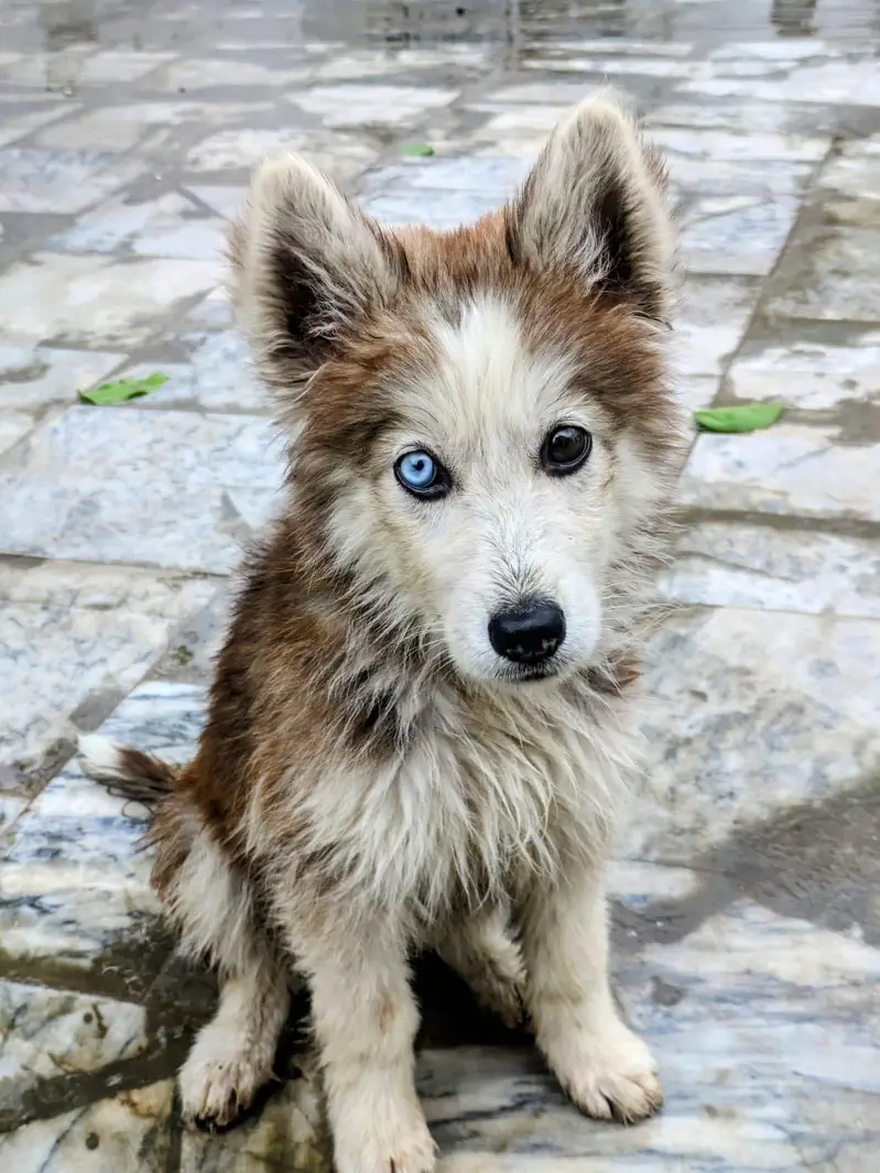 Husky puppy pure Siberian — photo 3