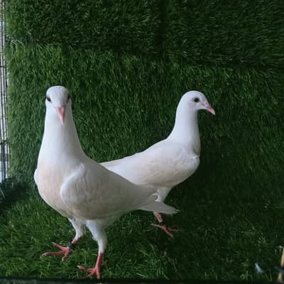 White Homar Qasad Chick's pair For sale