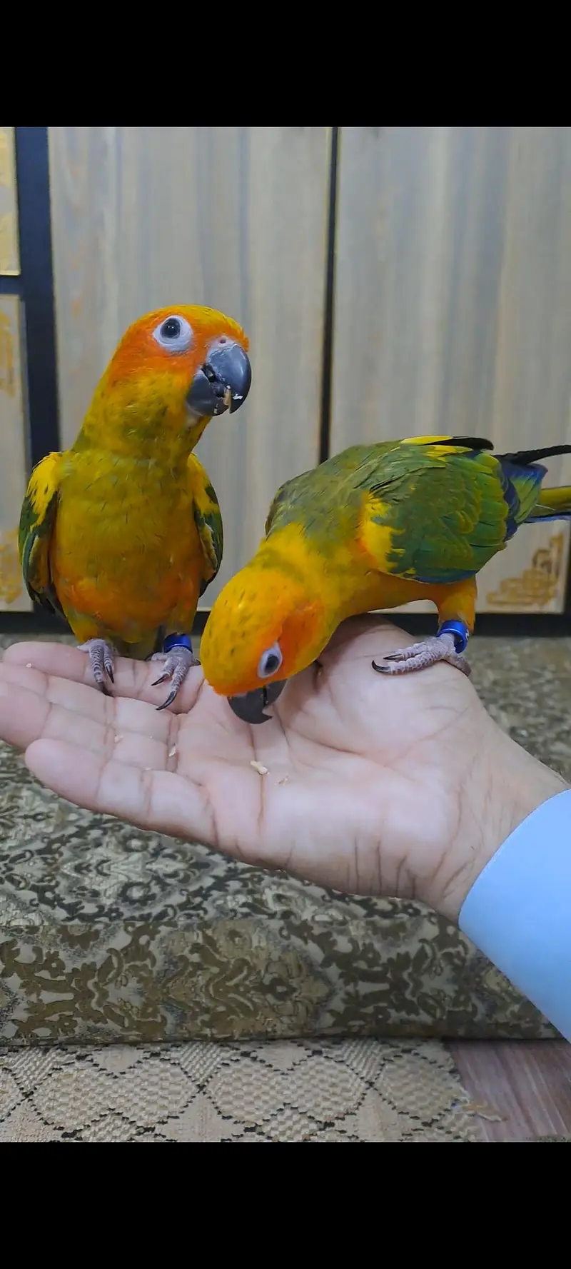 2 Sun conure females for sale