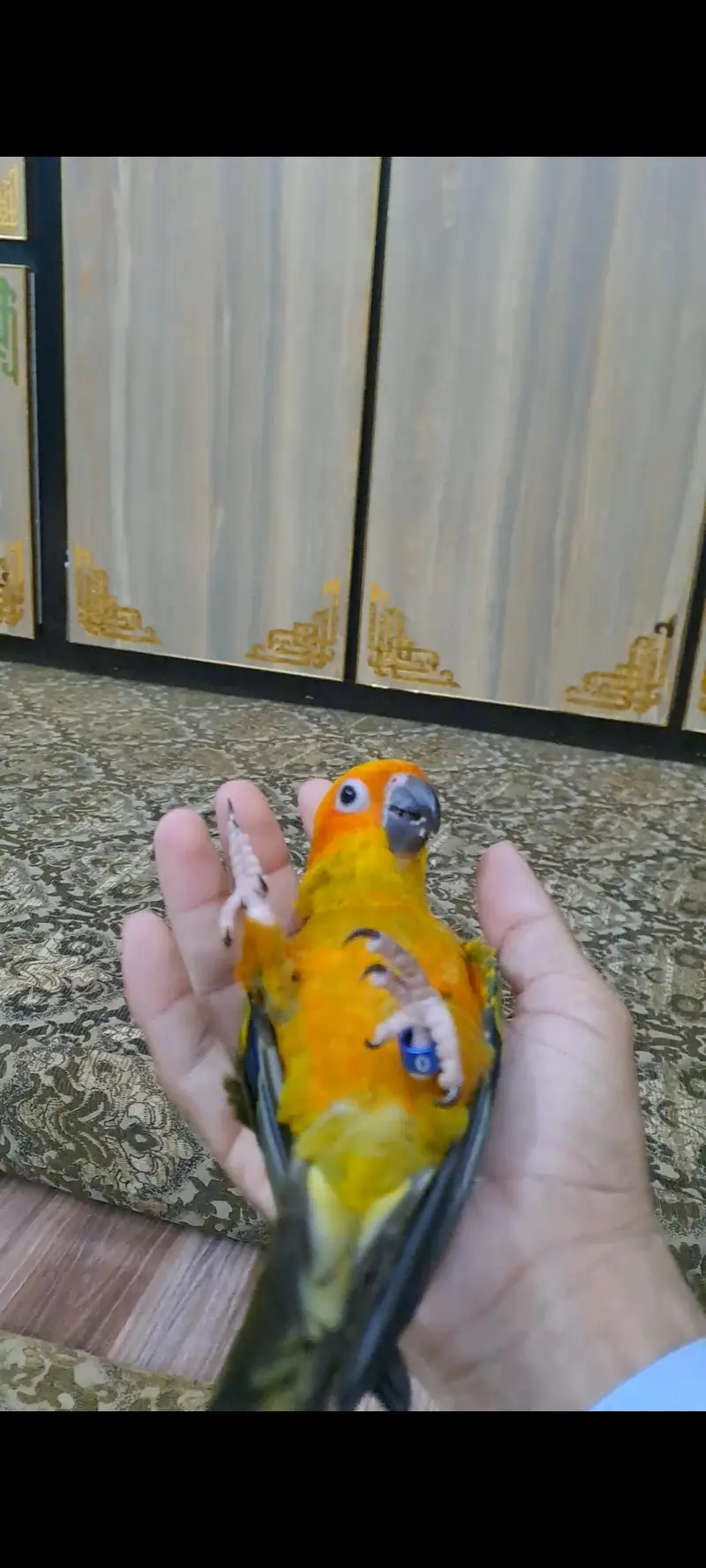 2 Sun conure females for sale — photo 2