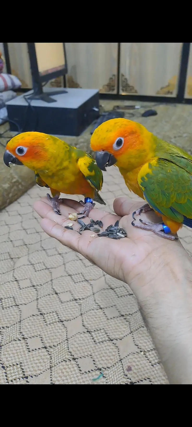 2 Sun conure females for sale — photo 3