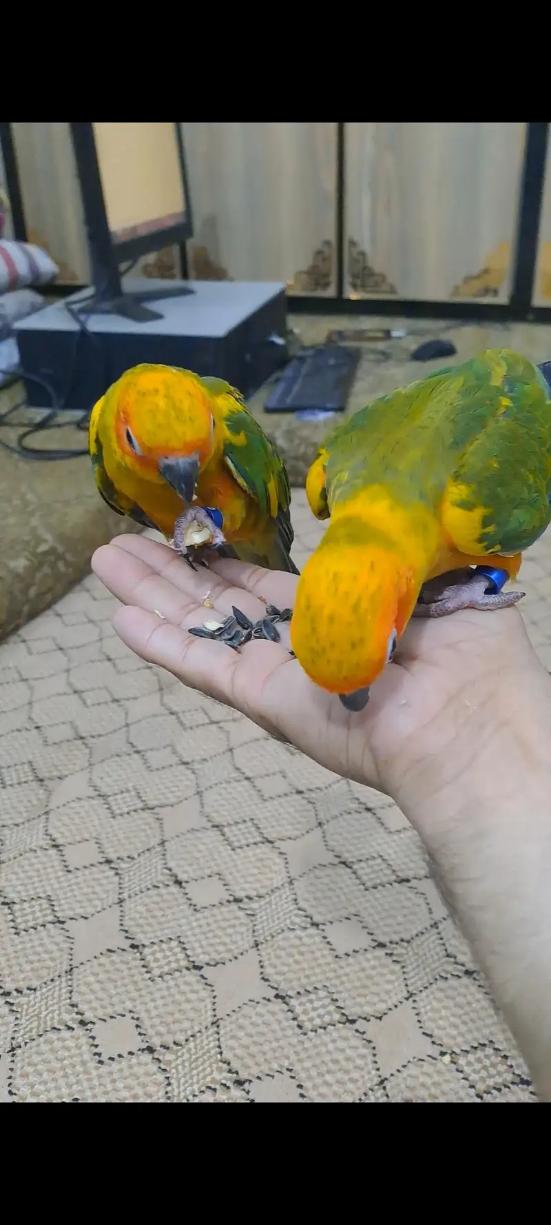 2 Sun conure females for sale — photo 4
