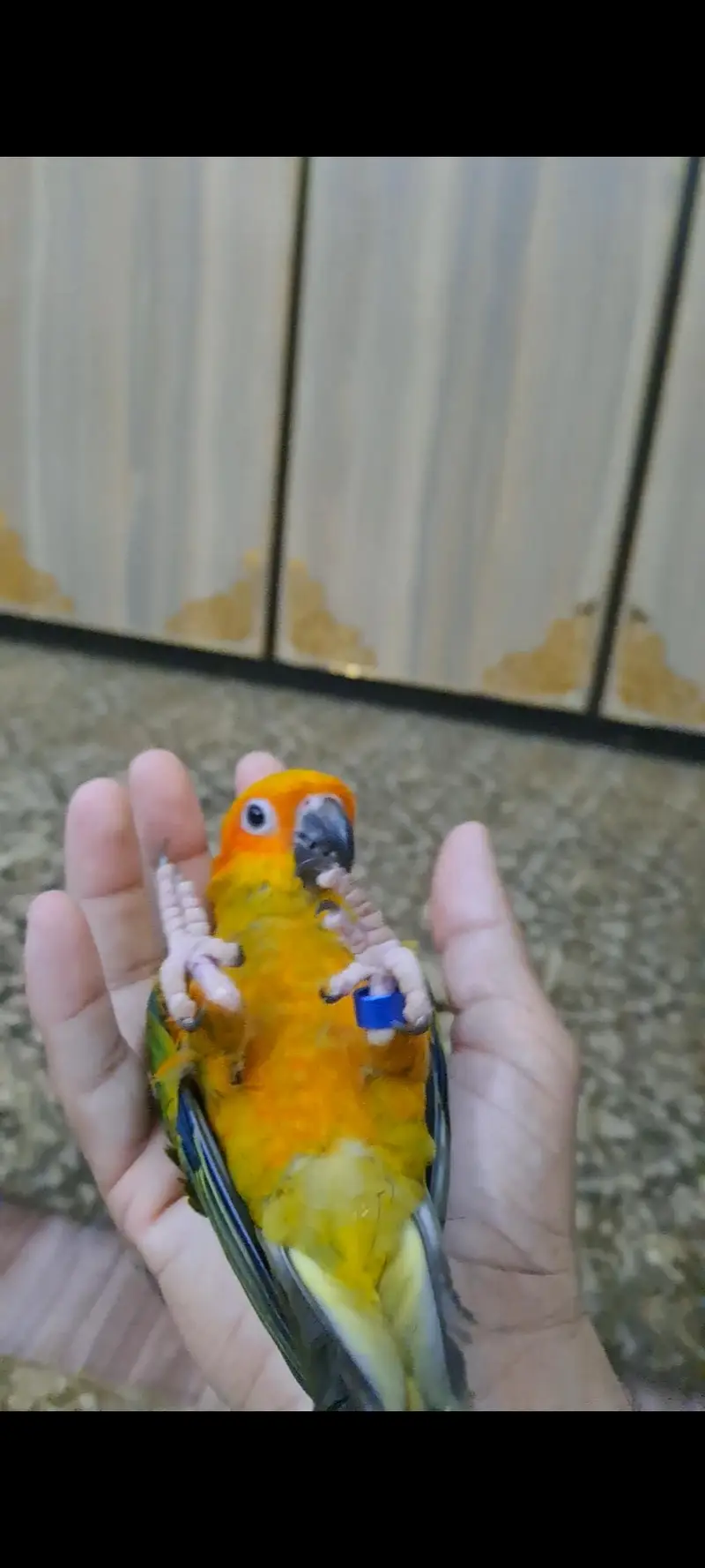 2 Sun conure females for sale — photo 5