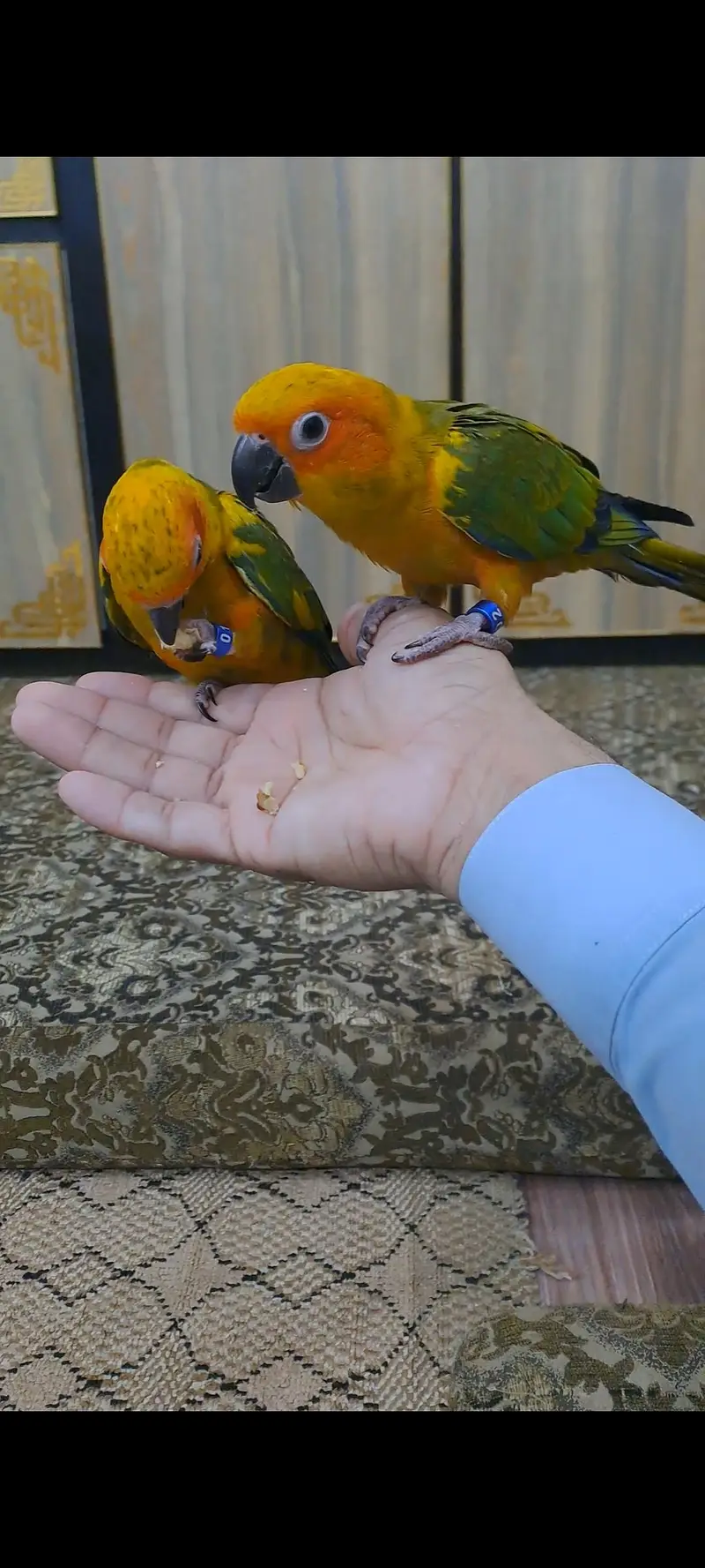 2 Sun conure females for sale — photo 6