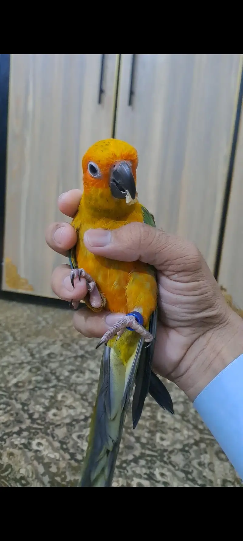 2 Sun conure females for sale — photo 7