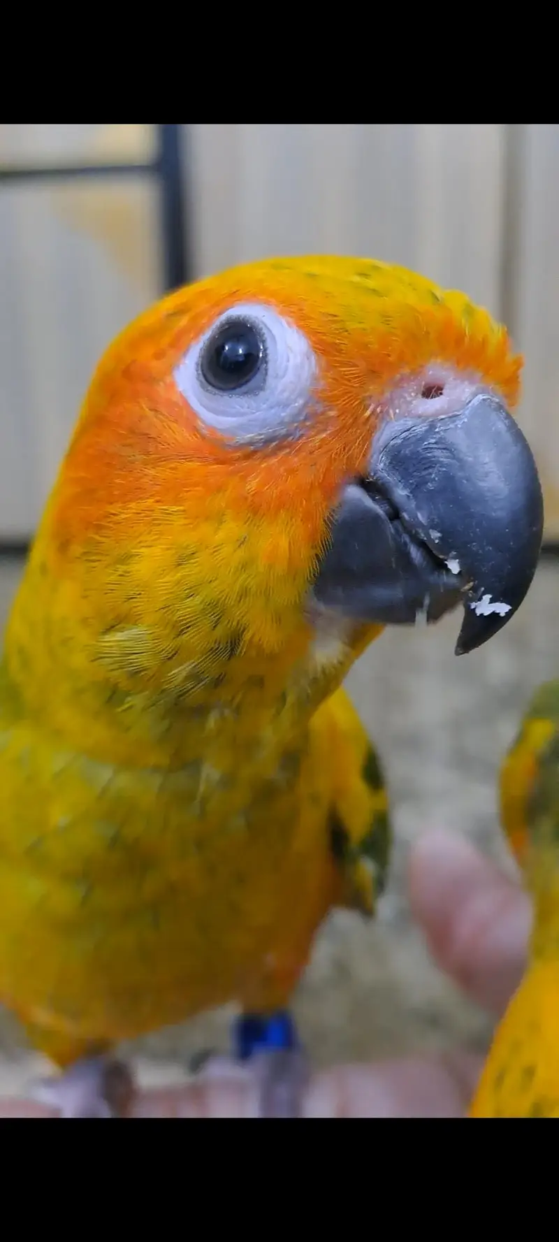 2 Sun conure females for sale — photo 8