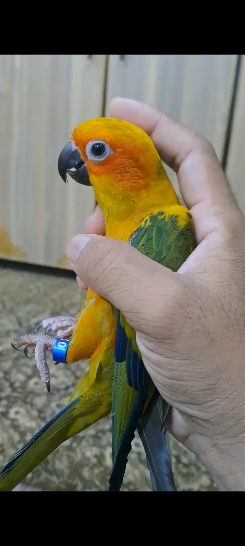 2 Sun conure females for sale — photo 9