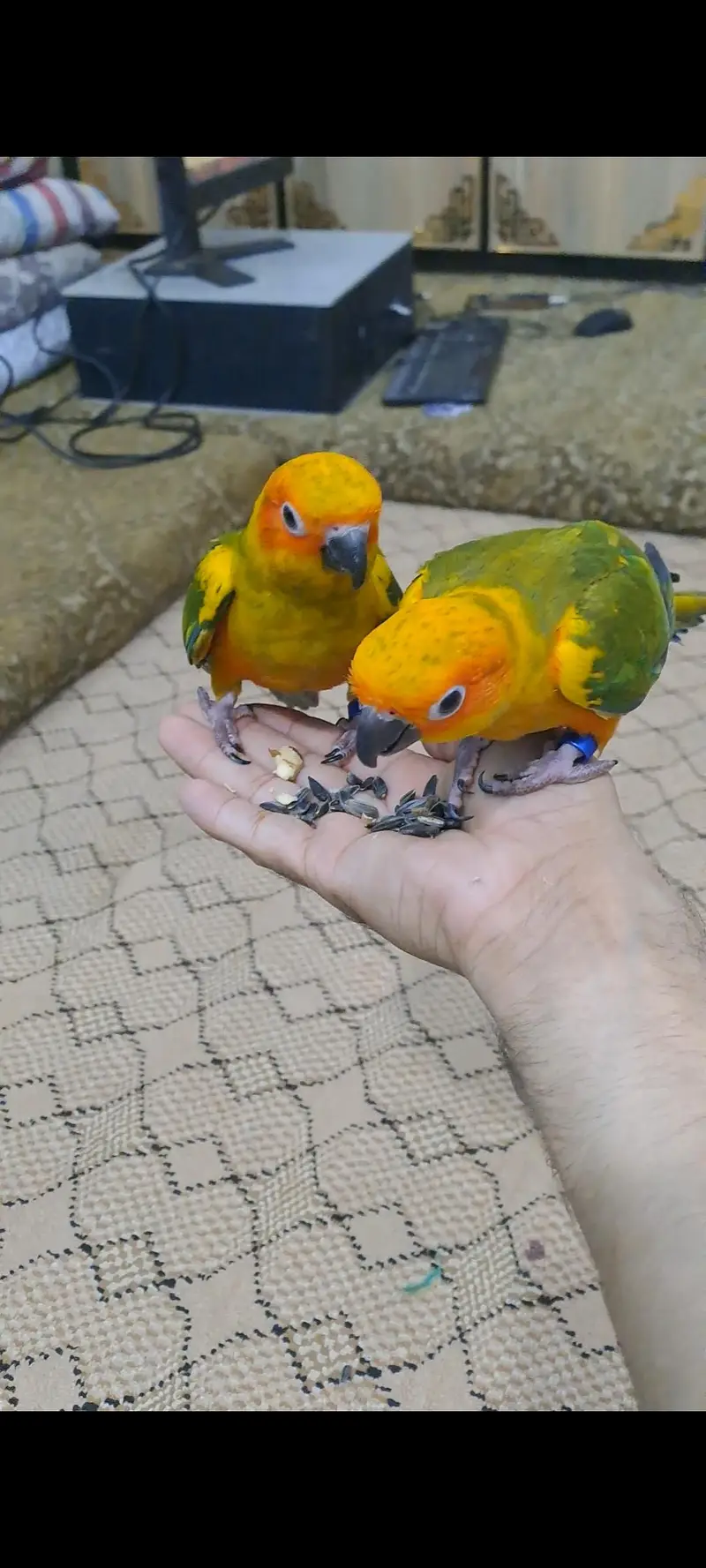 2 Sun conure females for sale — photo 10