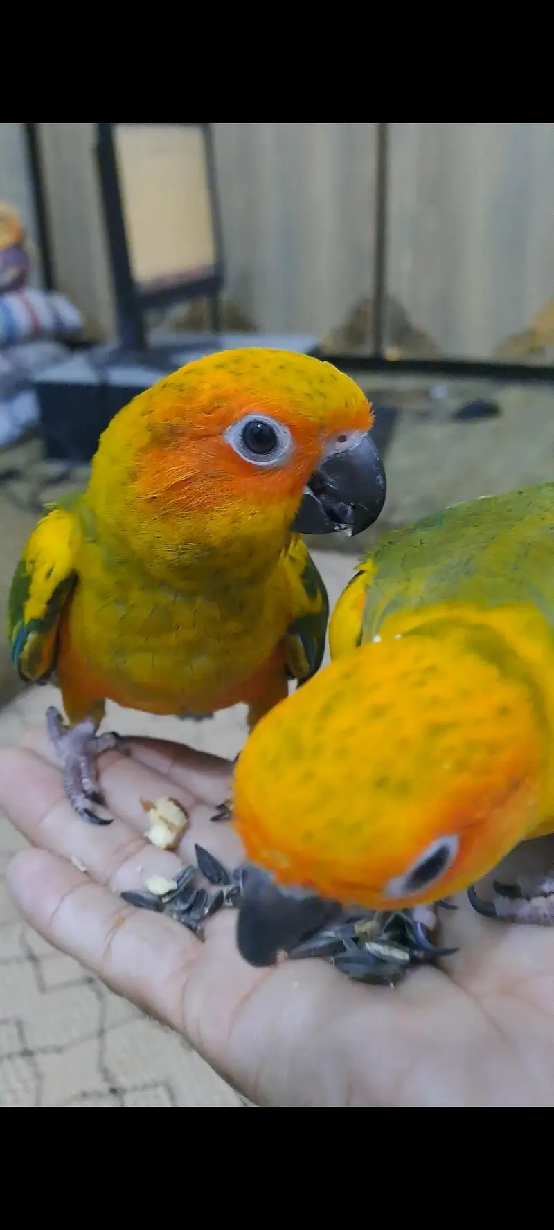 2 Sun conure females for sale — photo 11