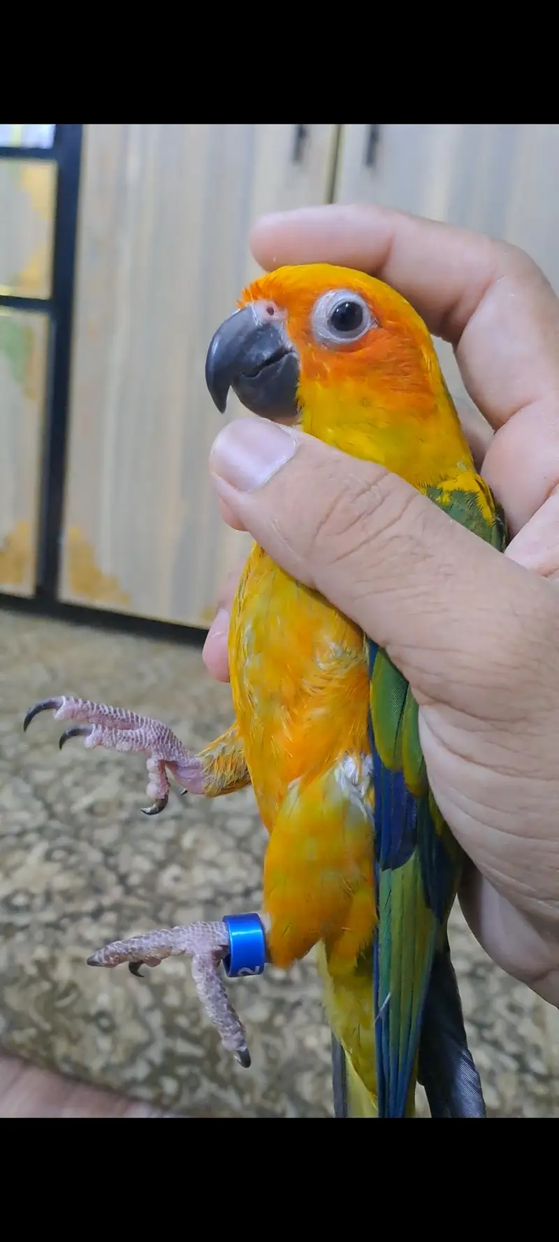 2 Sun conure females for sale — photo 12