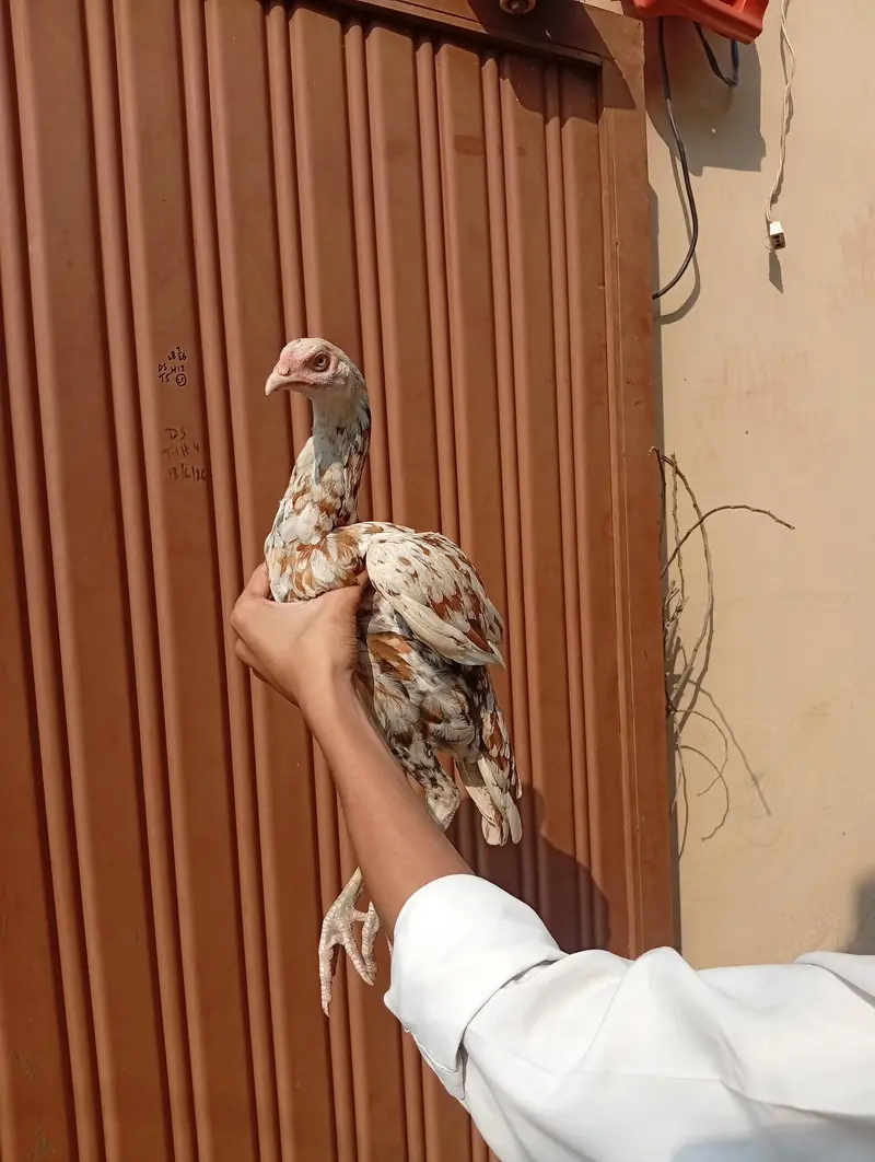 Aseel Chicks 6 Months — photo 2