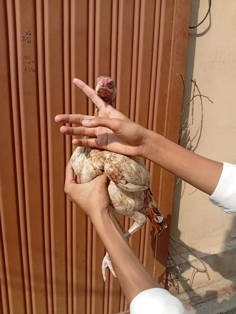 Aseel Chicks 6 Months — photo 3