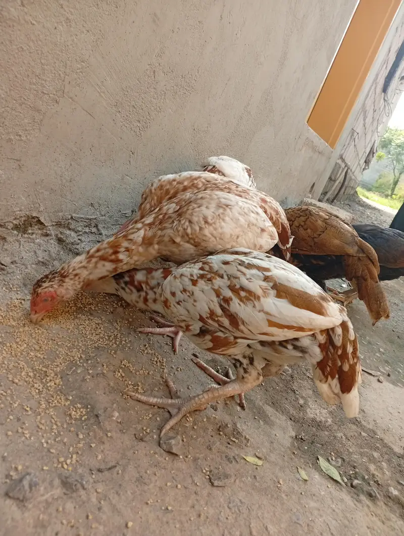 Aseel Chicks 6 Months — photo 4