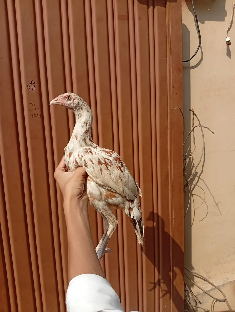 Aseel Chicks 6 Months — photo 6