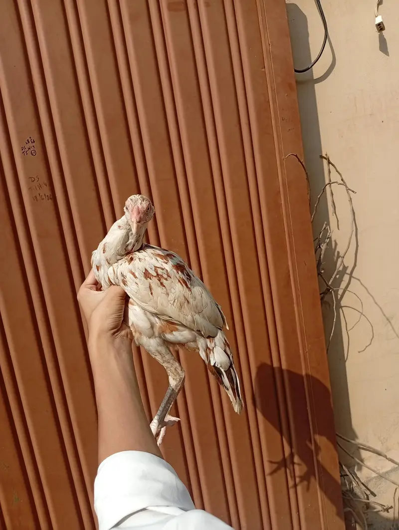 Aseel Chicks 6 Months — photo 7