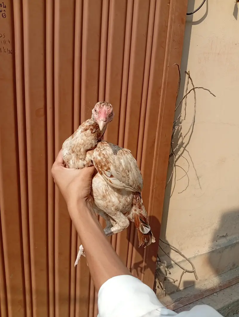 Aseel Chicks 6 Months — photo 8