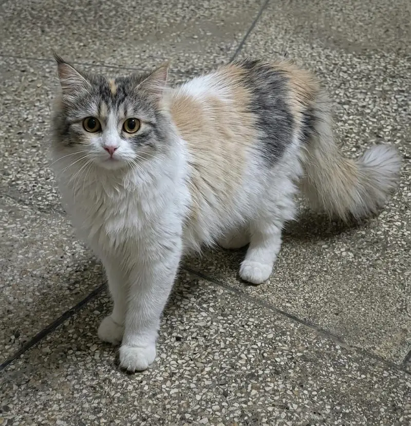 calico female cat — photo 2