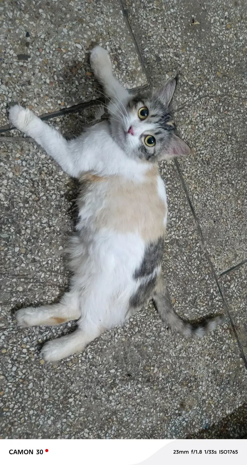 calico female cat — photo 3
