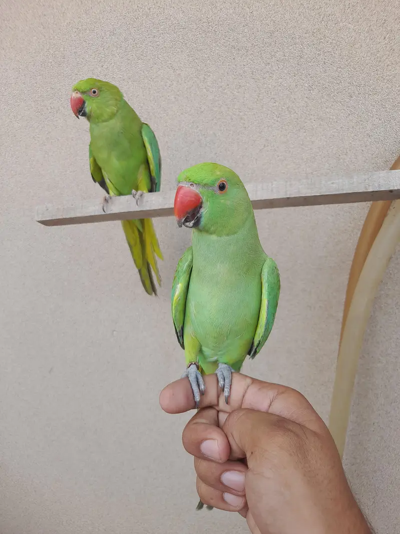 bolne wala mitho male femal — photo 3