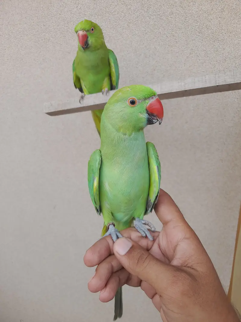 bolne wala mitho male femal — photo 4