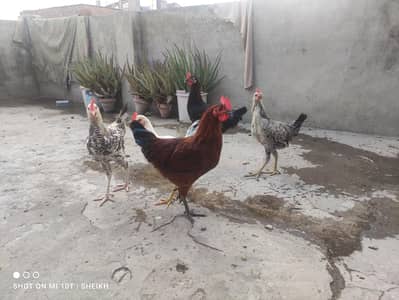 Golden Misri ,Murga, Desi Murga , For sale