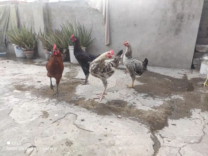 Golden Misri ,Murga, Desi Murga , For sale — photo 2