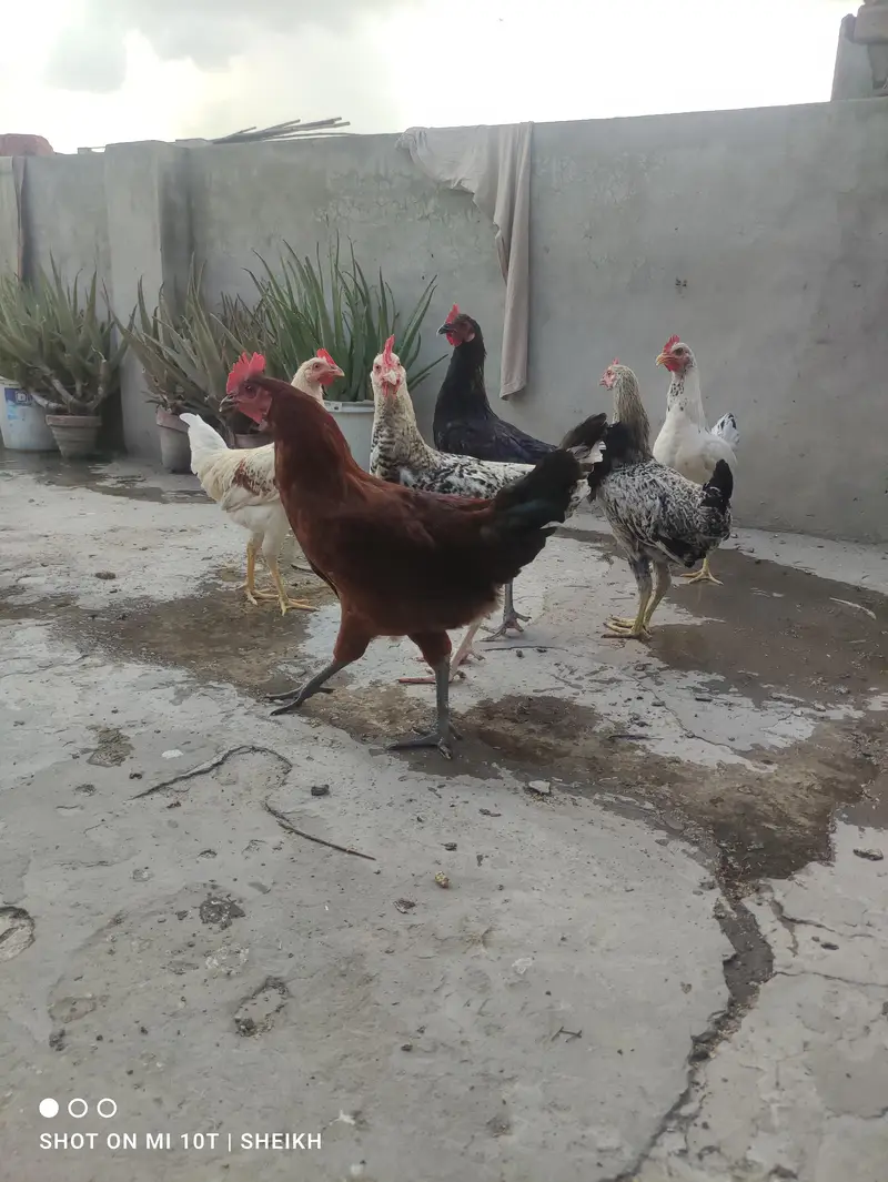 Golden Misri ,Murga, Desi Murga , For sale — photo 3