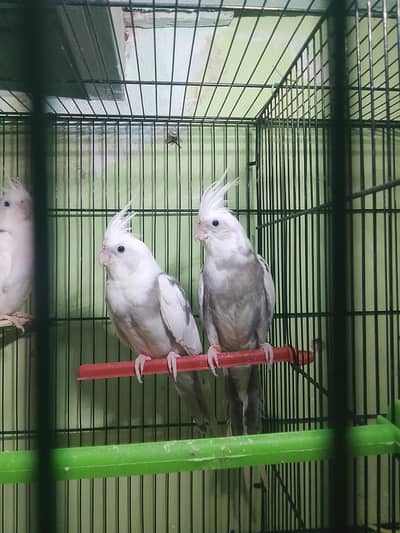 coktel