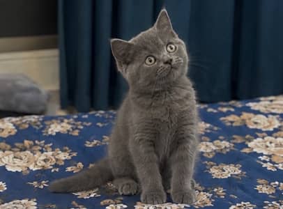 British Shorthair kitten available