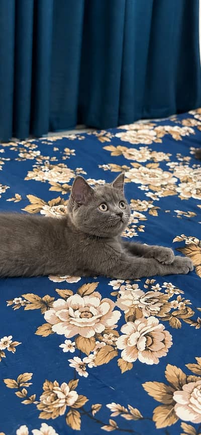 British Shorthair kitten available