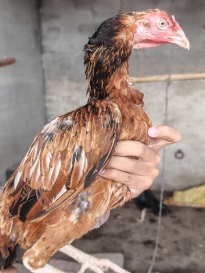 Aseel Murghi Hen For Sale Pure Breed