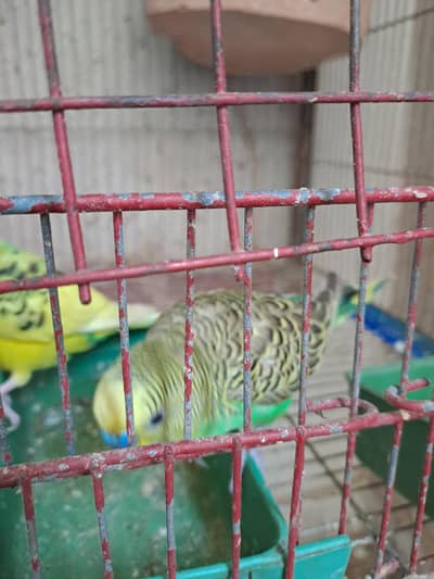 BUDGIES FOR SALE RESINABALE PRICE NAIL TAIL FLY OK