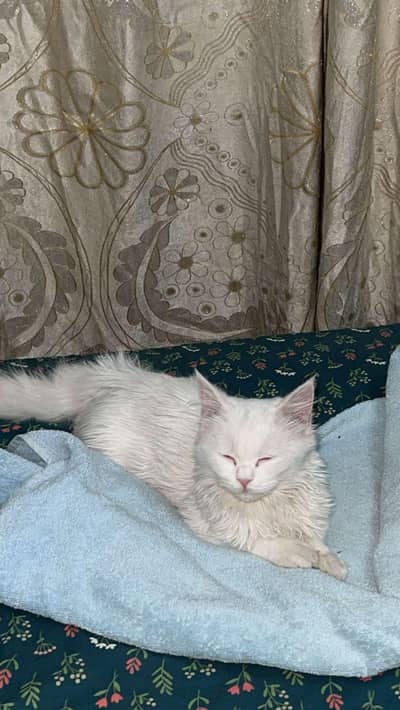 persian cat for sale