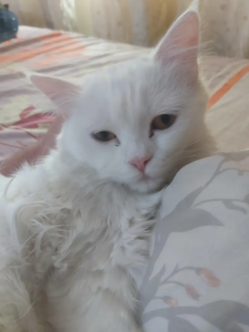 persian cat for sale — photo 2