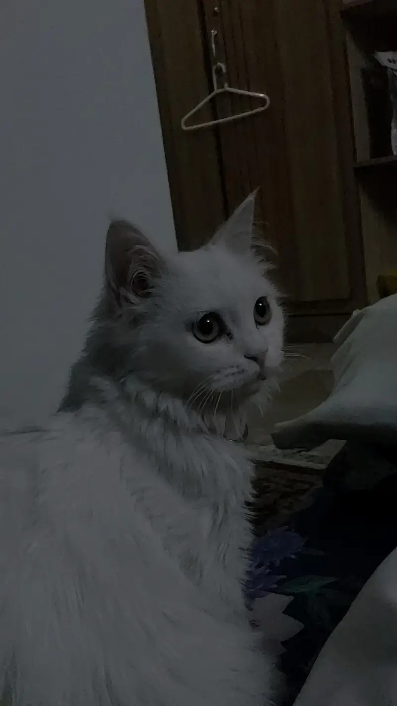 persian cat for sale — photo 3