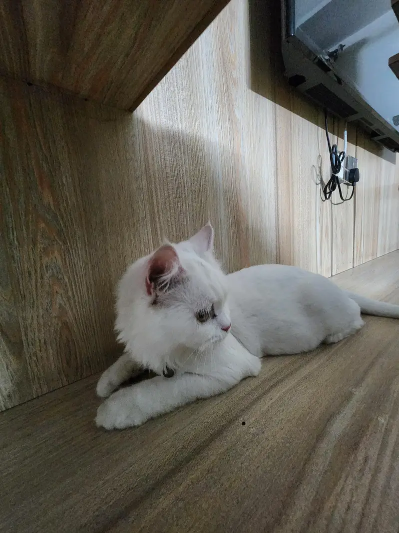persian cat for sale — photo 4