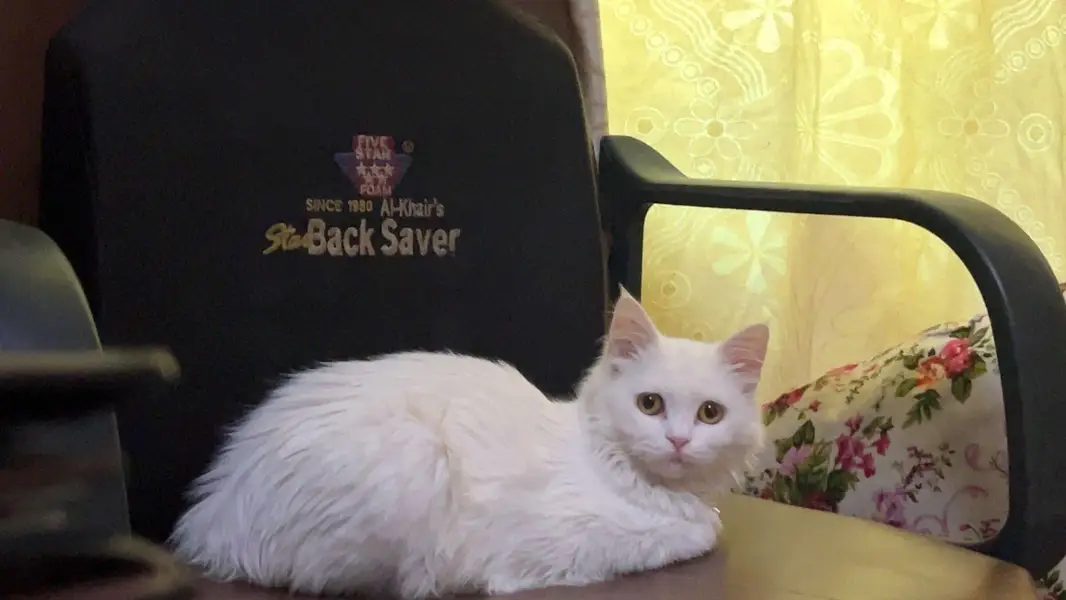 persian cat for sale — photo 5