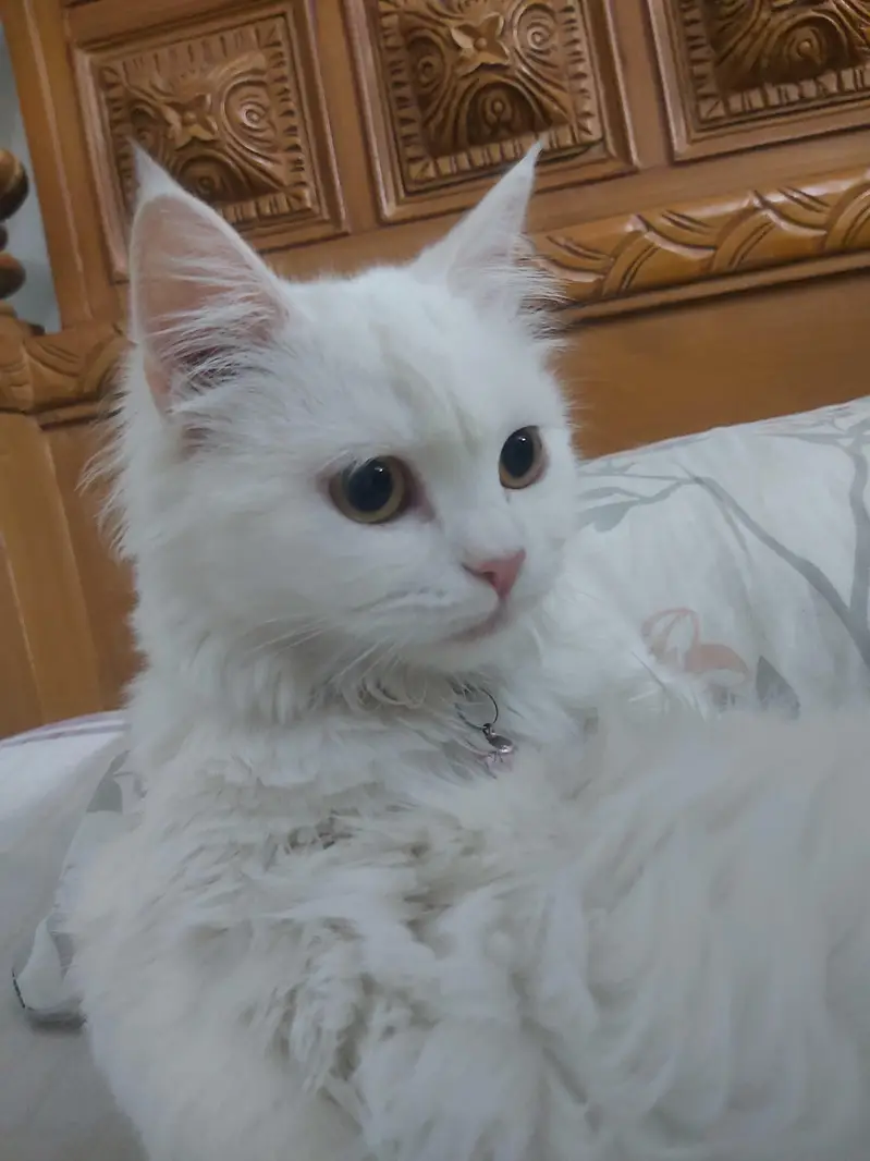 persian cat for sale — photo 6