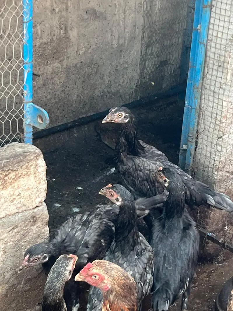 Mix Aseel Hens for Sale — photo 2