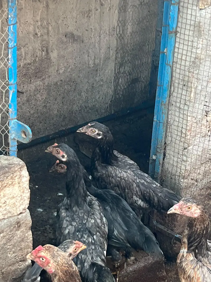 Mix Aseel Hens for Sale — photo 3
