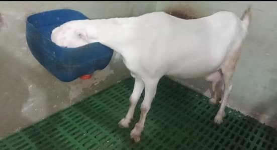 tadday breed Bakra & bakri for sale