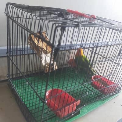 birds