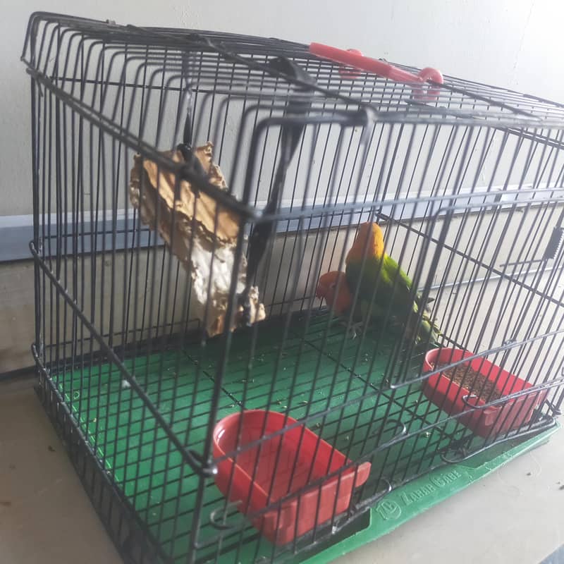 birds 0