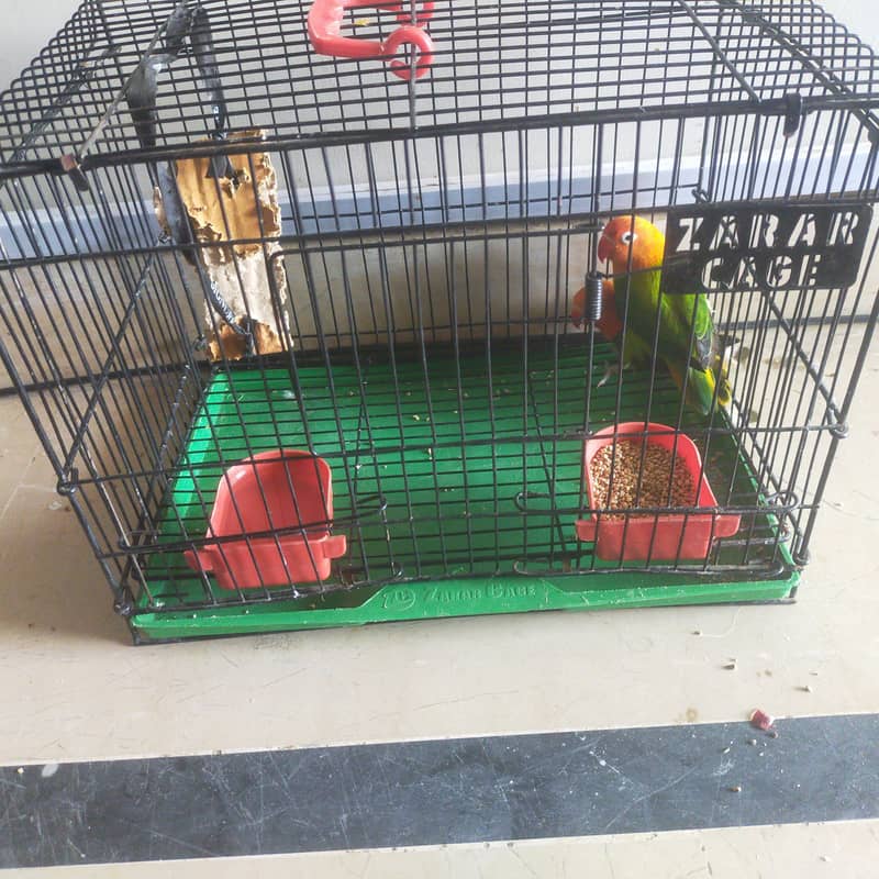 birds 1