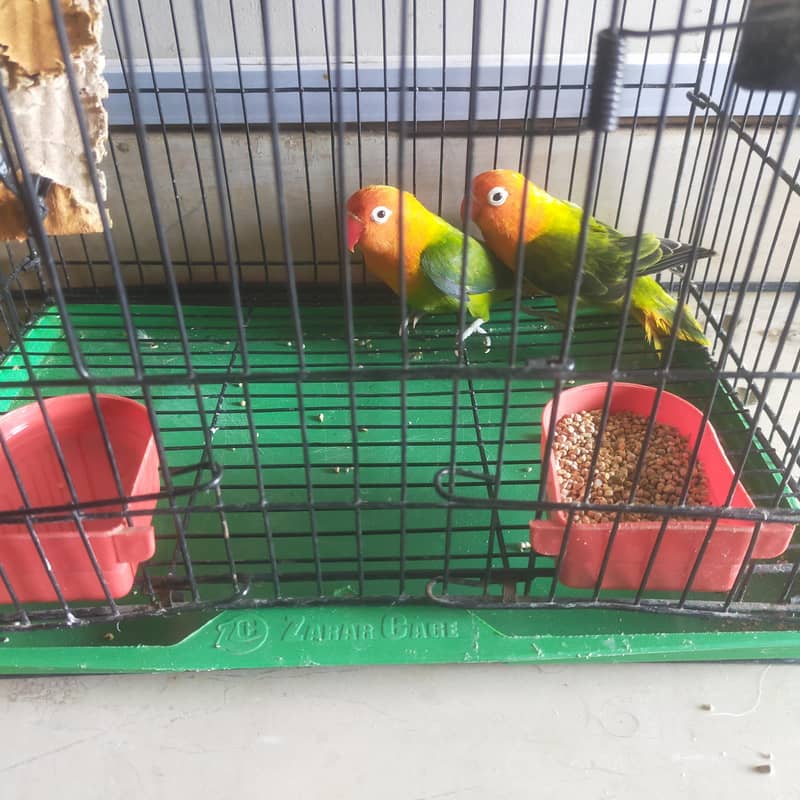 birds 2