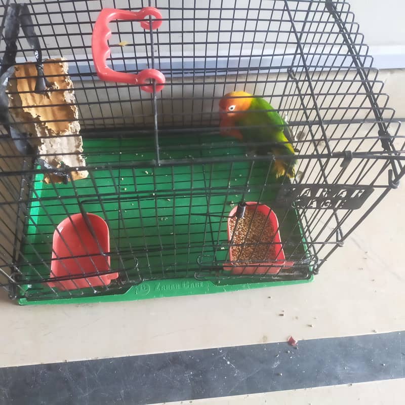 birds 4