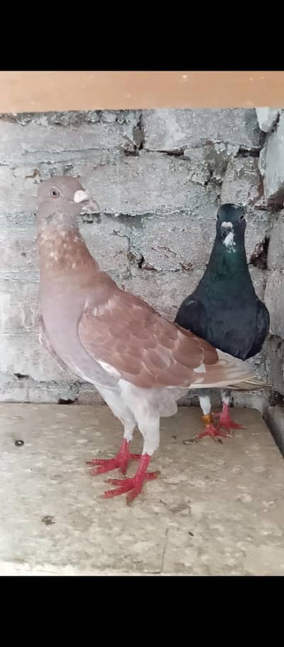 Pair.