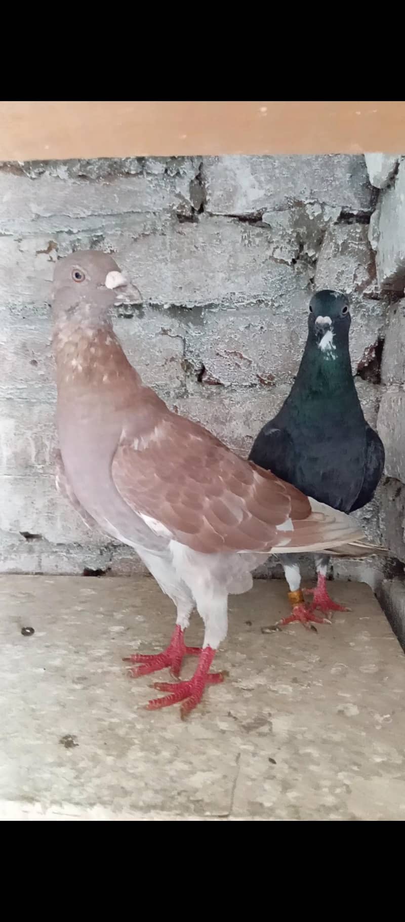 Pair. 0