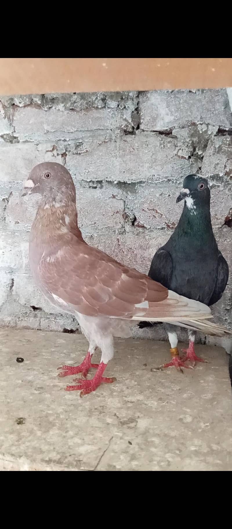 Pair. 5